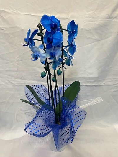 Blue Double Stem Orchid Plant